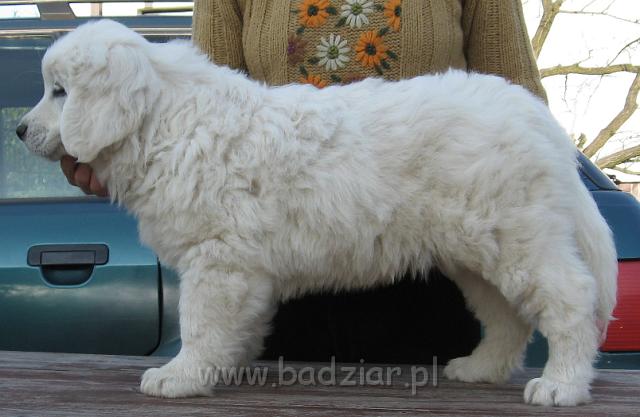 podhalan_8932.jpg - Owczarek Podhalański - szczeniak - piesek. Skończony ósmy tydzień życia.Polish Tatra Shepherd - male puppy - ended 8th week of their long life :)