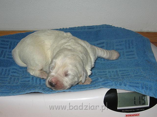podhalan_7409.jpg - Owczarek Podhalański - szczeniak - piesek. Skończony pierwszy tydzień życia.Polish Tatra Shepherd - male puppy - ended first  week of their long life :)