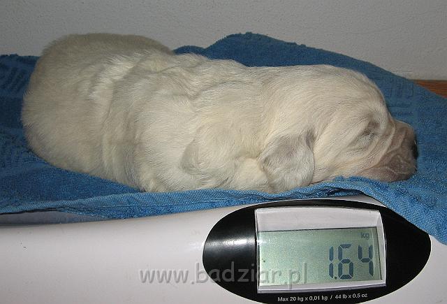 podhalan_7455.jpg - Owczarek Podhalański - szczeniak - piesek. Skończony drugi tydzień życia.Polish Tatra Shepherd - male puppy - ended second  week of their long life :)