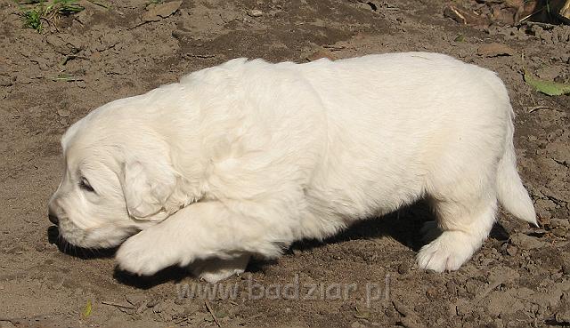 podhalan_7603.jpg - Owczarek Podhalański - szczeniak - piesek. Skończony trzeci tydzień życia.Polish Tatra Shepherd - male puppy - ended third week of their long life :)