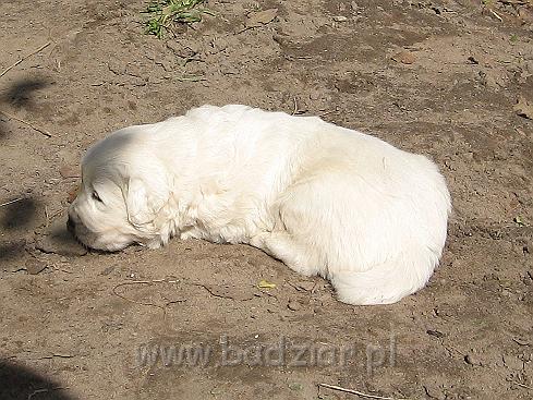 podhalan_7605.jpg - Owczarek Podhalański - szczeniak - piesek. Skończony trzeci tydzień życia.Polish Tatra Shepherd - male puppy - ended third week of their long life :)