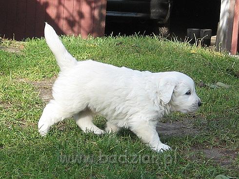 podhalan_7730.jpg - Owczarek Podhalański - szczeniak - piesek. Skończony czwarty tydzień życia.Polish Tatra Shepherd - male puppy - ended fourth week of their long life :)