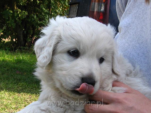 podhalan_7832.jpg - Owczarek Podhalański - szczeniak - piesek. Skończony piąty tydzień życia.Polish Tatra Shepherd - male puppy - ended fifth week of their long life :)