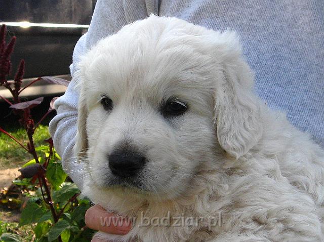 podhalan_7839.jpg - Owczarek Podhalański - szczeniak - piesek. Skończony piąty tydzień życia.Polish Tatra Shepherd - male puppy - ended fifth week of their long life :)