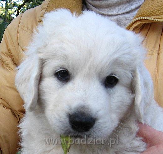 podhalan_8273.jpg - Owczarek Podhalański - szczeniak - piesek. Skończony szósty tydzień życia.Polish Tatra Shepherd - male puppy - ended sixth week of their long life :)