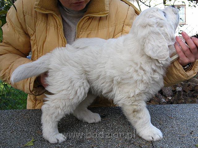 podhalan_8513.jpg - Owczarek Podhalański - szczeniak - piesek. Skończony szósty tydzień życia.Polish Tatra Shepherd - male puppy - ended sixth week of their long life :)