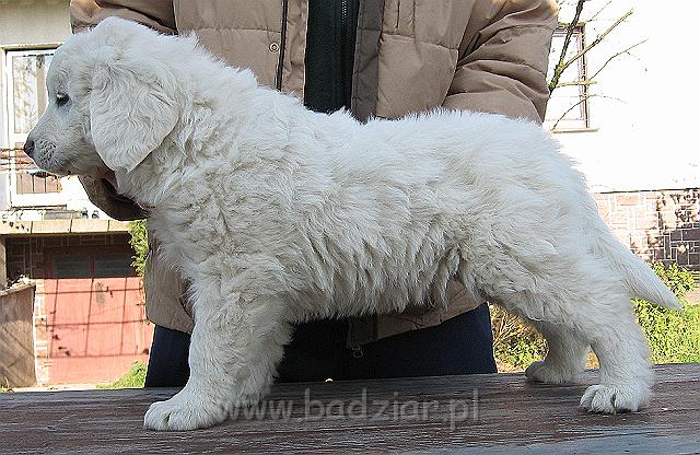 podhalan_8832.jpg - Owczarek Podhalański - szczeniak - piesek. Skończony siódmy tydzień życia.Polish Tatra Shepherd - male puppy - ended 7th week of their long life :)