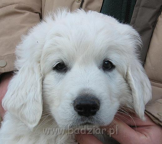 podhalan_8839.jpg - Owczarek Podhalański - szczeniak - piesek. Skończony siódmy tydzień życia.Polish Tatra Shepherd - male puppy - ended 7th week of their long life :)