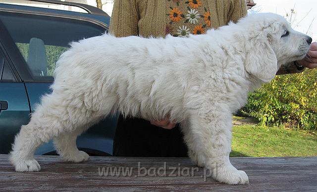 podhalan_8942.jpg - Owczarek Podhalański - szczeniak - piesek. Skończony ósmy tydzień życia.Polish Tatra Shepherd - male puppy - ended 8th week of their long life :)