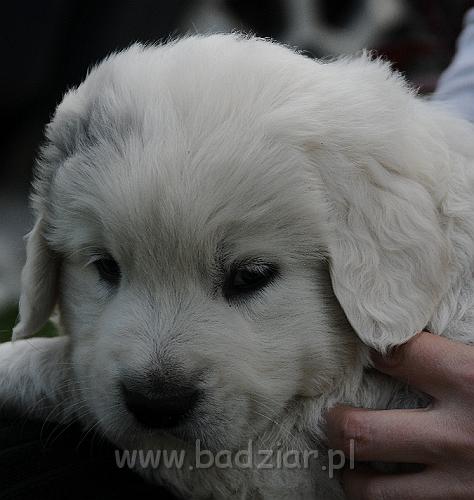podhalan_2928.jpg - Owczarek Podhalański - szczeniak - piesek. Skończony piąty tydzień życia.Polish Tatra Shepherd - male puppy - ended fifth week of their long life :)