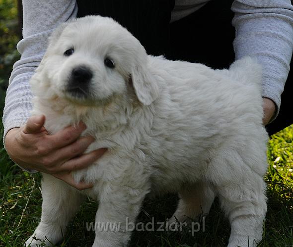 podhalan_2935.jpg - Owczarek Podhalański - szczeniak - piesek. Skończony piąty tydzień życia.Polish Tatra Shepherd - male puppy - ended fifth week of their long life :)