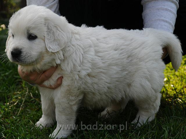 podhalan_2937.jpg - Owczarek Podhalański - szczeniak - piesek. Skończony piąty tydzień życia.Polish Tatra Shepherd - male puppy - ended fifth week of their long life :)
