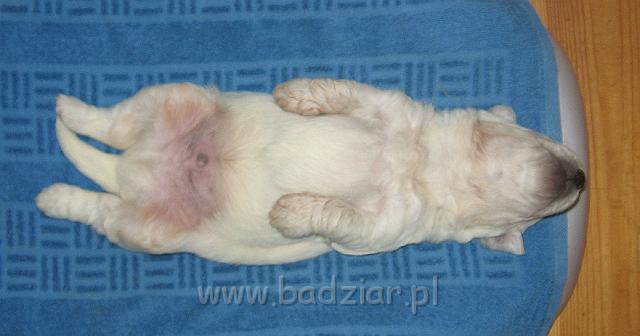 podhalan_7445.jpg - Owczarek Podhalański - szczeniak - piesek. Skończony drugi tydzień życia.Polish Tatra Shepherd - male puppy - ended second  week of their long life :)