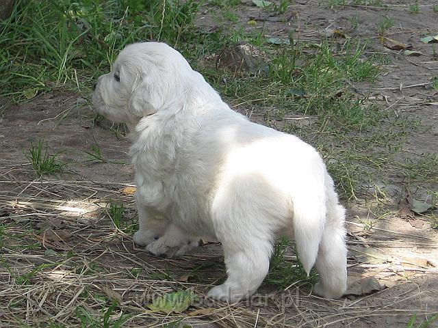 podhalan_7614.jpg - Owczarek Podhalański - szczeniak - piesek. Skończony trzeci tydzień życia.Polish Tatra Shepherd - male puppy - ended third week of their long life :)
