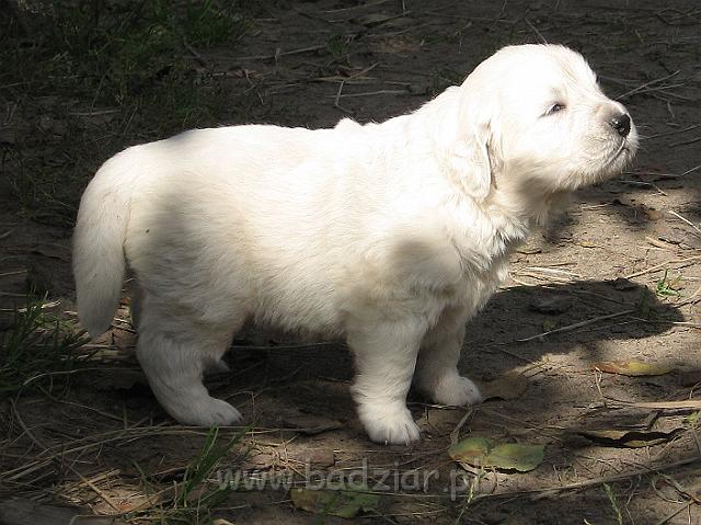 podhalan_7615.jpg - Owczarek Podhalański - szczeniak - piesek. Skończony trzeci tydzień życia.Polish Tatra Shepherd - male puppy - ended third week of their long life :)
