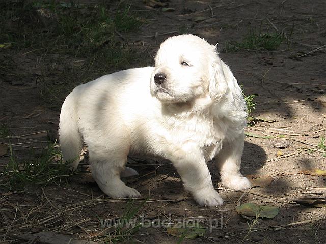 podhalan_7616.jpg - Owczarek Podhalański - szczeniak - piesek. Skończony trzeci tydzień życia.Polish Tatra Shepherd - male puppy - ended third week of their long life :)