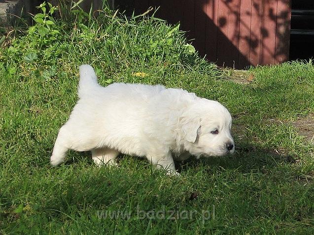 podhalan_7734.jpg - Owczarek Podhalański - szczeniak - piesek. Skończony czwarty tydzień życia.Polish Tatra Shepherd - male puppy - ended fourth week of their long life :)