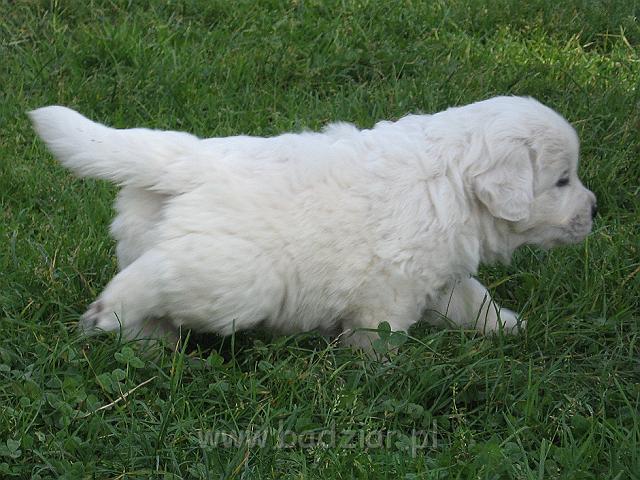 podhalan_7743.jpg - Owczarek Podhalański - szczeniak - piesek. Skończony czwarty tydzień życia.Polish Tatra Shepherd - male puppy - ended fourth week of their long life :)