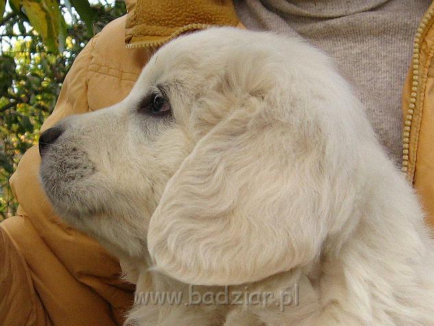 podhalan_8549.jpg - Owczarek Podhalański - szczeniak - piesek. Skończony szósty tydzień życia.Polish Tatra Shepherd - male puppy - ended sixth week of their long life :)