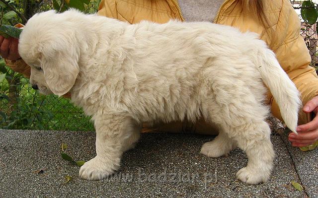 podhalan_8635.jpg - Owczarek Podhalański - szczeniak - piesek. Skończony szósty tydzień życia.Polish Tatra Shepherd - male puppy - ended sixth week of their long life :)