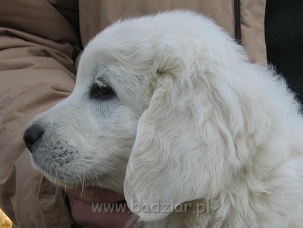 podhalan_8859.jpg - Owczarek Podhalański - szczeniak - piesek. Skończony siódmy tydzień życia.Polish Tatra Shepherd - male puppy - ended 7th week of their long life :)