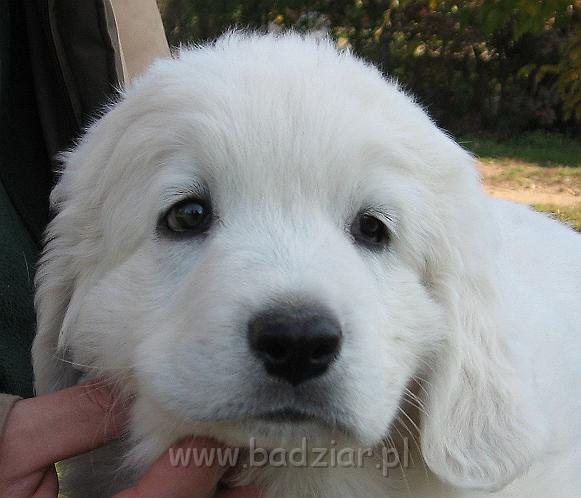 podhalan_8860.jpg - Owczarek Podhalański - szczeniak - piesek. Skończony siódmy tydzień życia.Polish Tatra Shepherd - male puppy - ended 7th week of their long life :)