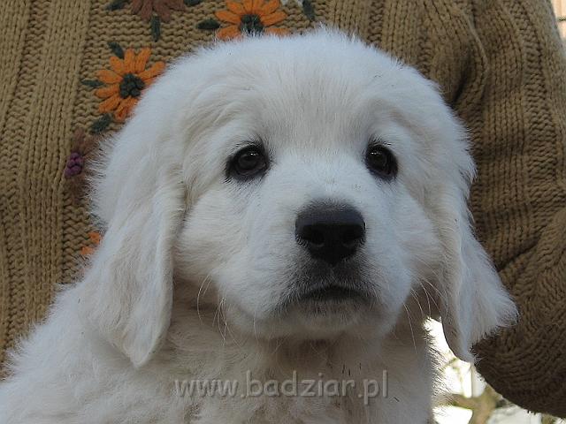 podhalan_8960.jpg - Owczarek Podhalański - szczeniak - piesek. Skończony ósmy tydzień życia.Polish Tatra Shepherd - male puppy - ended 8th week of their long life :)