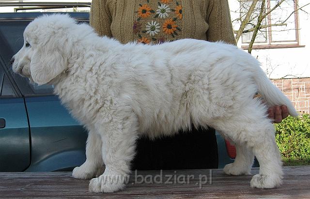 podhalan_8971.jpg - Owczarek Podhalański - szczeniak - piesek. Skończony ósmy tydzień życia.Polish Tatra Shepherd - male puppy - ended 8th week of their long life :)