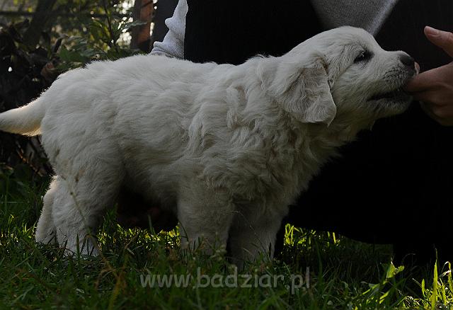 podhalan_2984.jpg - Owczarek Podhalański - szczeniak - suczka. Skończony piąty tydzień życia.Polish Tatra Shepherd - female puppy - ended fifth week of their long life :)
