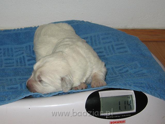 podhalan_7414.jpg - Owczarek Podhalański - szczeniak - suczka. Skończony pierwszy tydzień życia.Polish Tatra Shepherd - female puppy - ended first  week of their long life :)