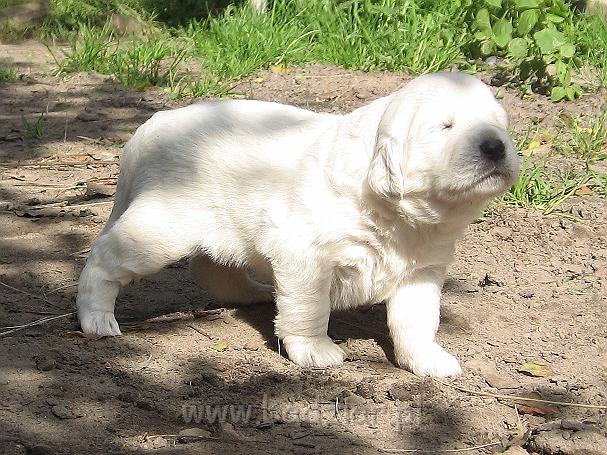 podhalan_7639.jpg - Owczarek Podhalański - szczeniak - suczka. Skończony trzeci tydzień życia.Polish Tatra Shepherd - female puppy - ended third week of their long life :)