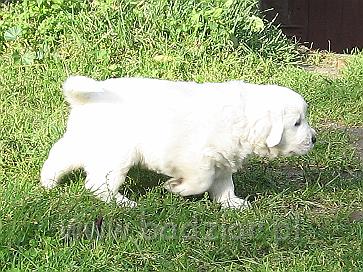 podhalan_7745.jpg - Owczarek Podhalański - szczeniak - suczka. Skończony czwarty tydzień życia.Polish Tatra Shepherd - female puppy - ended fourth week of their long life :)