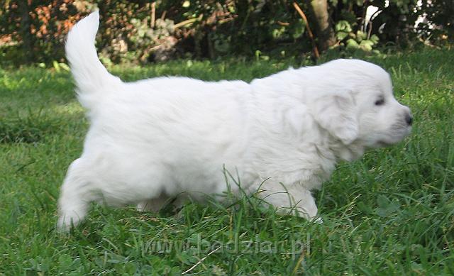 podhalan_7753.jpg - Owczarek Podhalański - szczeniak - suczka. Skończony czwarty tydzień życia.Polish Tatra Shepherd - female puppy - ended fourth week of their long life :)