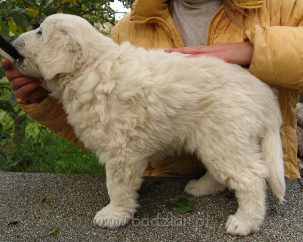 podhalan_8762.jpg - Owczarek Podhalański - szczeniak - suczka. Skończony szósty tydzień życia.Polish Tatra Shepherd - female puppy - ended sixth week of their long life :)
