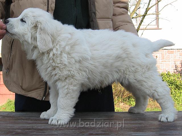 podhalan_8864.jpg - Owczarek Podhalański - szczeniak - suczka. Skończony siódmy tydzień życia.Polish Tatra Shepherd - female puppy - ended 7th week of their long life :)