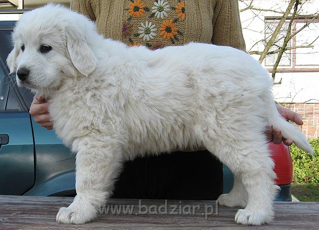 podhalan_8985.jpg - Owczarek Podhalański - szczeniak - suczka. Skończony ósmy tydzień życia.Polish Tatra Shepherd - female puppy - ended 8th week of their long life :)