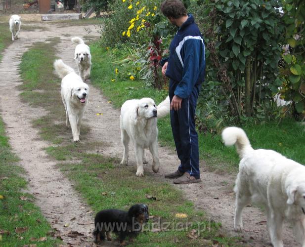 podhalan_4648.jpg - Owczarek Podhalański - kolejno na pierwszym planie LAWINA-BUKSA Filos ( kawałek ) i TIPSY z Końskiego Raju, dalej z tyłu BAŁAMUTKA BEJA Badziar, za nią PRZYMILNY PERS Badziar, za nim KAJA SURMA ze Śnieżnej Uboczy i na końcu pędzi PSOTNA PIXI Badziar