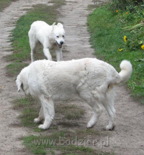 podhalan_4662.jpg - Owczarek Podhalański - na pierwszym planie LAWINA-BUKSA Filos z tyłu pędzi PSOTNA PIXI Badziar (PIXULA była takim "latajacym" podhalanem od wczesnego dzieciństwa i tak widac zostało )