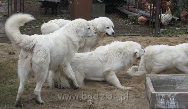 podhalan_4673.jpg - Owczarek Podhalański - trochę szalonych zabaw - nie wiem dlaczego ale na piasku najbardziej lubią się bawić