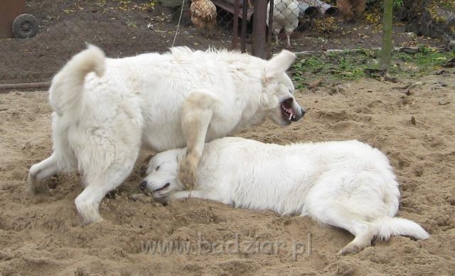 podhalan_4695.jpg - Owczarek Podhalański - szaleństwa PSOTNEJ PIXI ( po prawej ) i PRZYMILNEGO PERSA ( po lewej )