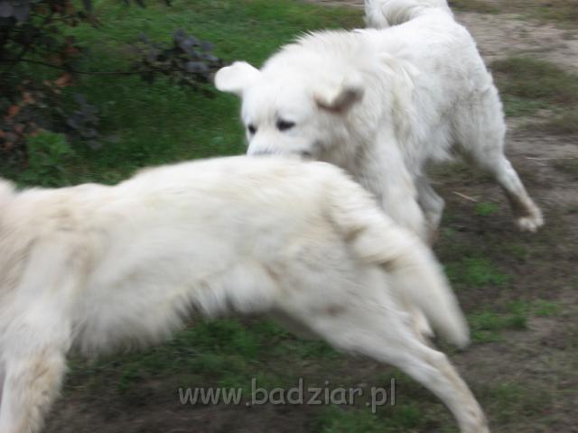 podhalan_4716.jpg - Owczarek Podhalański - szaleństwa PSOTNEJ PIXI ( na pierwszym planie ) i PRZYMILNEGO PERSA ( z tyłu )