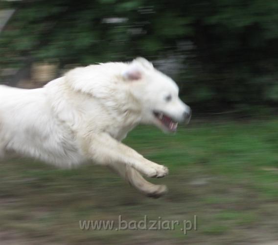 podhalan_4718.jpg - Owczarek Podhalański - szalone gonitwy PRZYMILNEGO PERSA