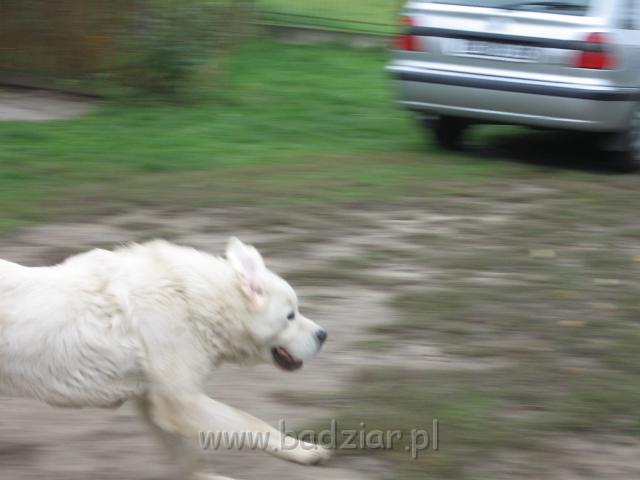 podhalan_4719.jpg - Owczarek Podhalański - szalone gonitwy PRZYMILNEGO PERSA