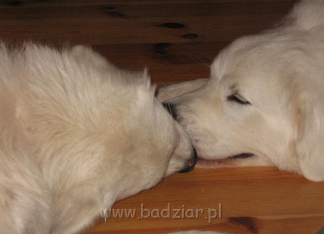 podhalan_4762.jpg - Owczarek Podhalański - od lewej PSOTNA PIXI Badziar i PIESZCZOCH PIT Badziar