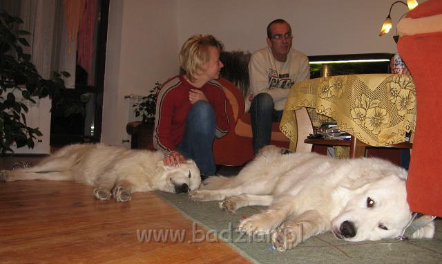 podhalan_4764.jpg - Owczarek Podhalański - po zabawie trzeba nieco odpocząć - od lewej PSOTNA PIXI, Agnieszka, John i PIESZCZOCH PIT Badziar