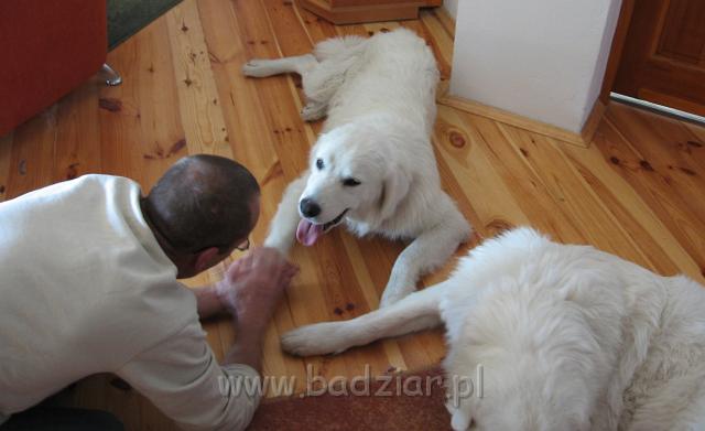 podhalan_4786.jpg - Owczarek Podhalański - z psem trzeba od czasu do czasu porozmawiać i o tym powinni wiedzieć właściciele owczarków podhalańskich - John i Pixi (Pitek śpi)