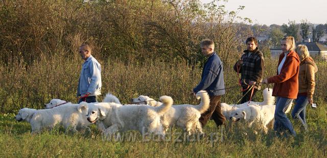 podhalani06333.jpg - Owczarek Podhalański - "Badziarkowy" spacerek w promieniach zachodzącego, jesiennego słońca