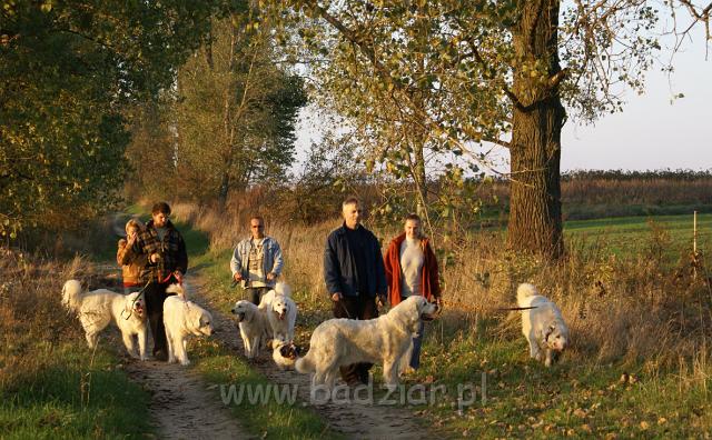 podhalani06385.jpg - Owczarek Podhalański - "Badziarkowy" spacerek w promieniach zachodzącego, jesiennego słońca