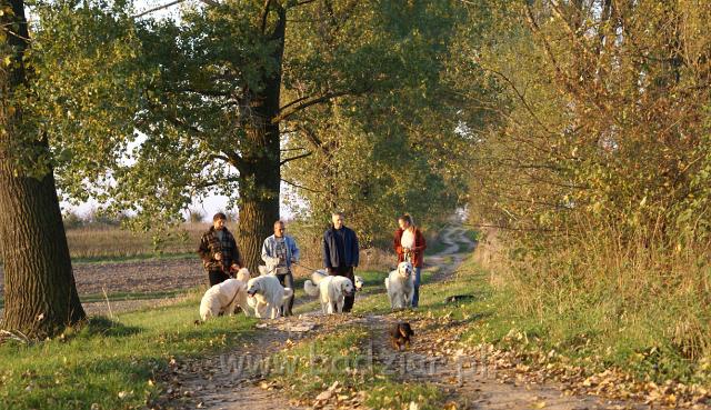 podhalani06398.jpg - Owczarek Podhalański - "Badziarkowy" spacerek w promieniach zachodzącego, jesiennego słońca