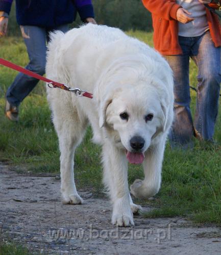podhalani06425.jpg - Owczarek Podhalański - BAŁAMUTKA BEJA Badziar